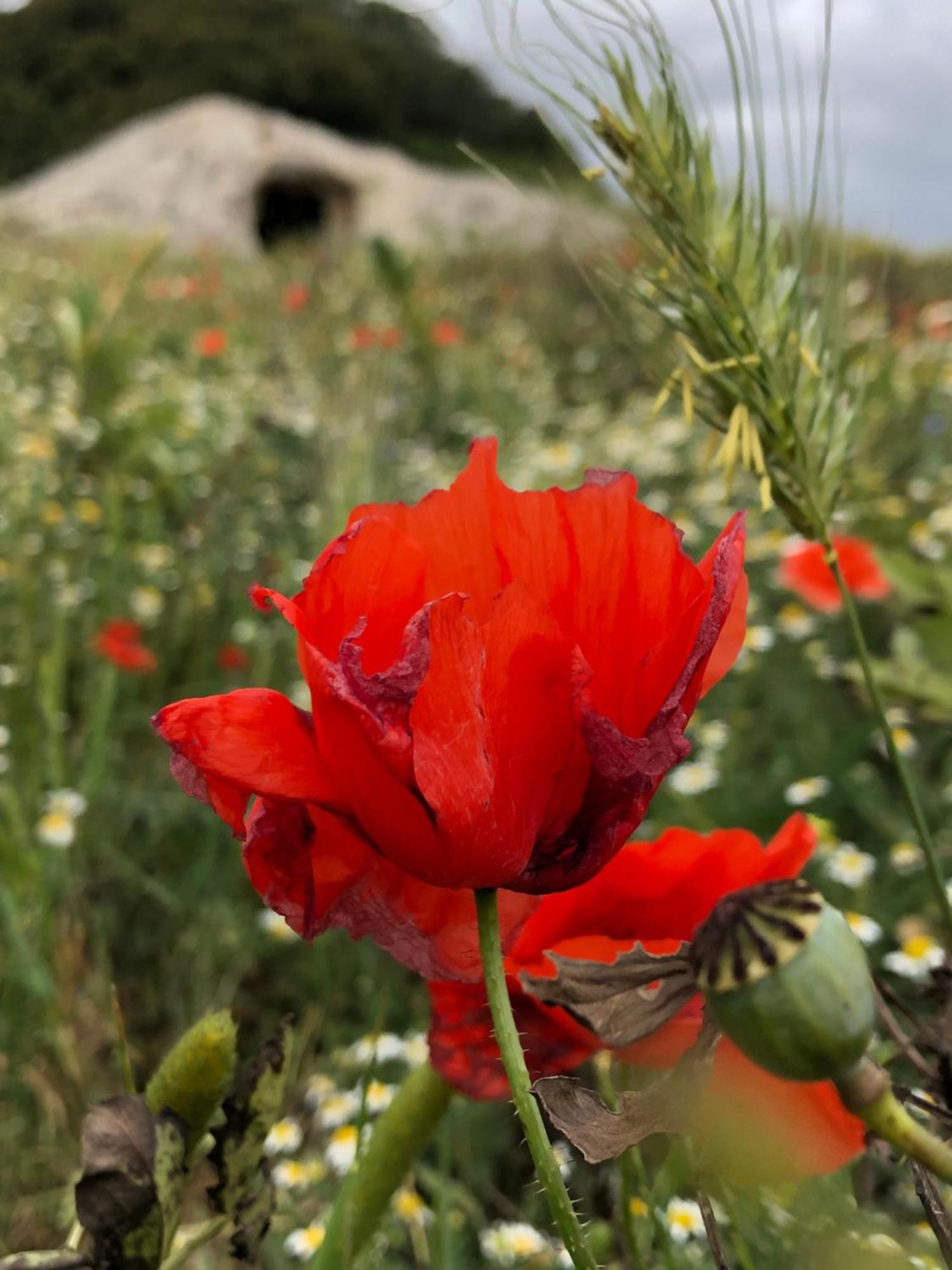 B&B Daddanca Ales Dış mekan fotoğraf